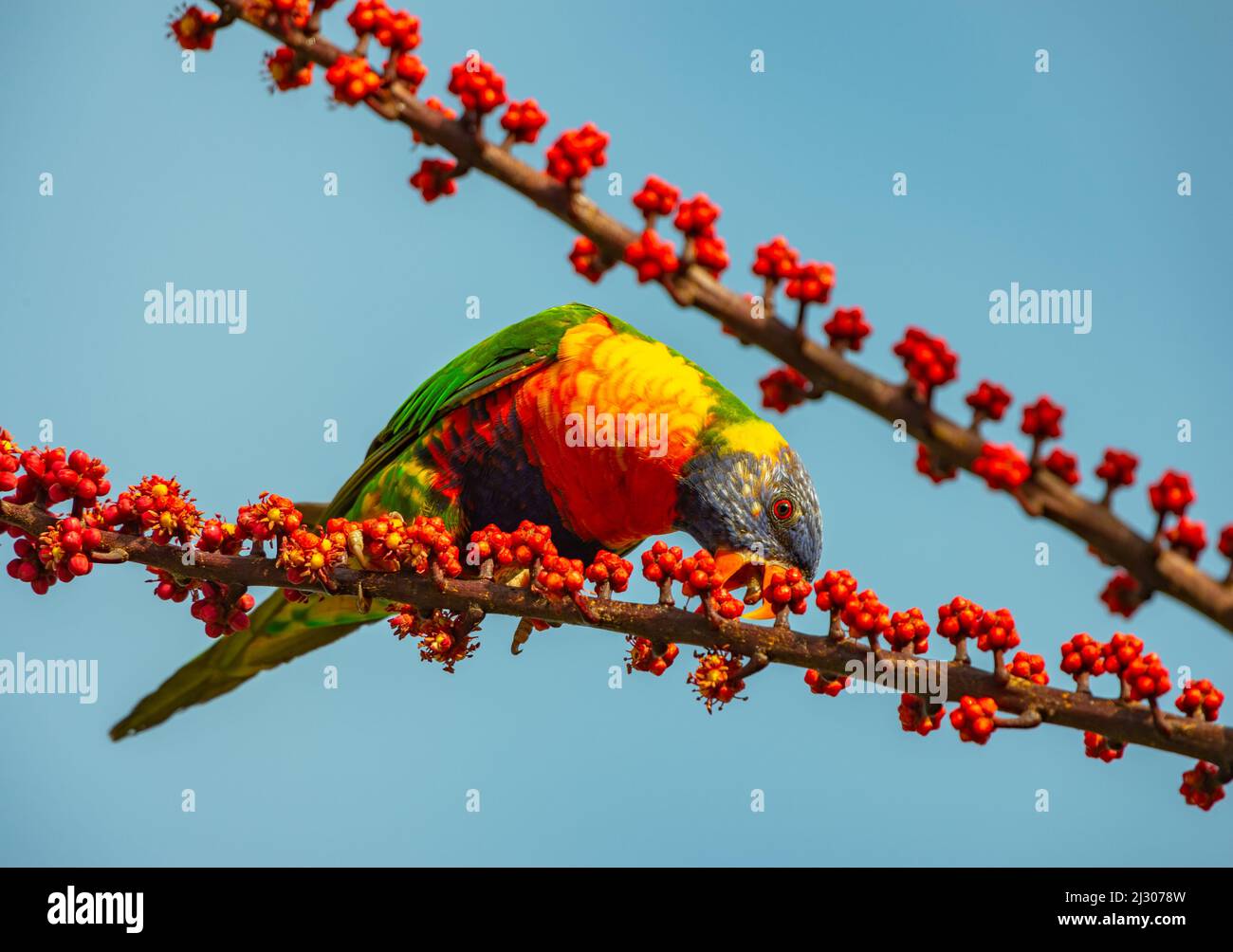 Un pappagallo mottoso mangia bacche rosse da un albero, Port Douglas, Queensland, Australia Foto Stock