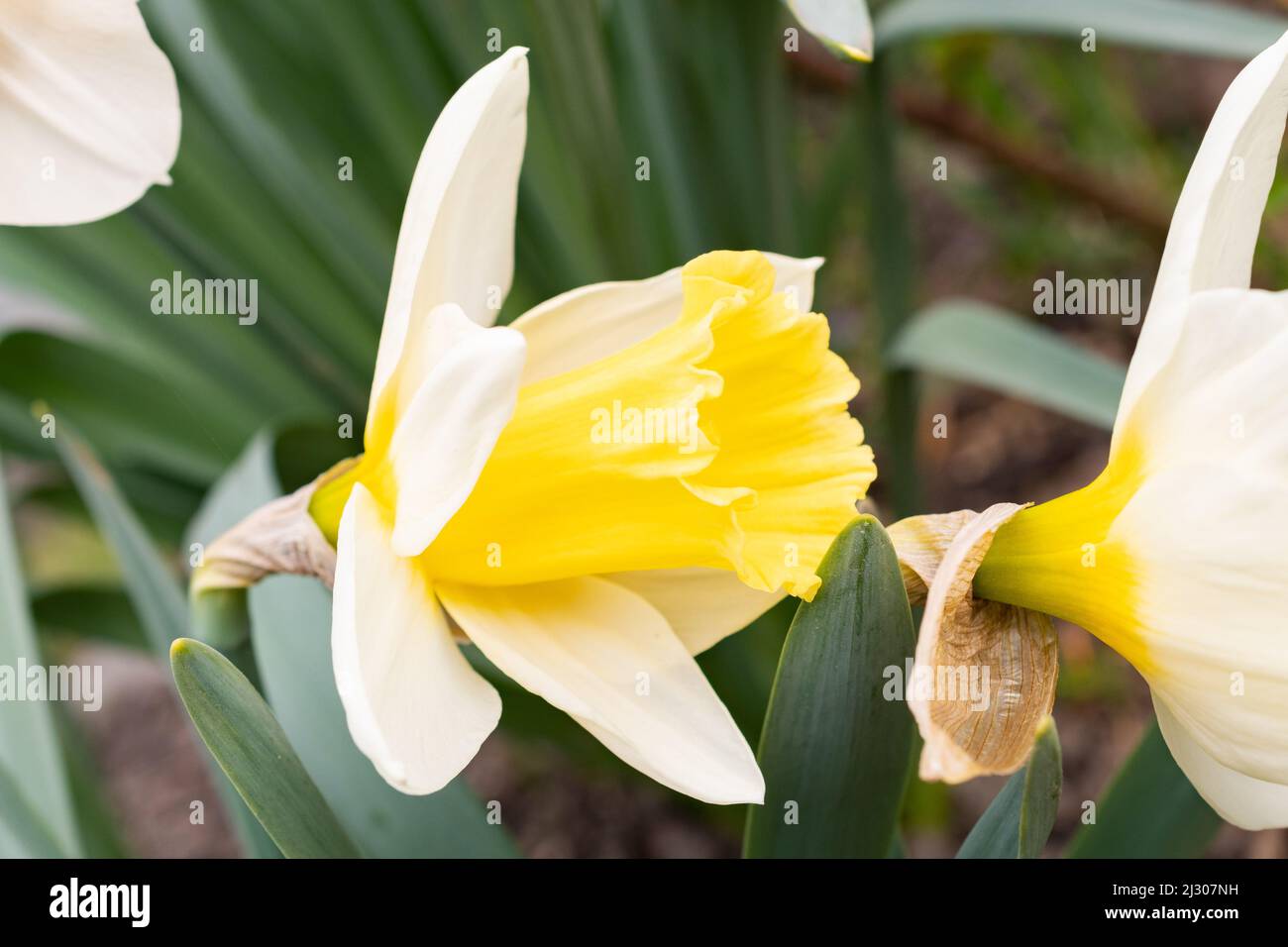 Werdenberg, Svizzera, 29 marzo 2022 fiore di un giallo selvaggio Daffodil o Narcissus Pseudonarcisis fiore in un parco in primavera Foto Stock