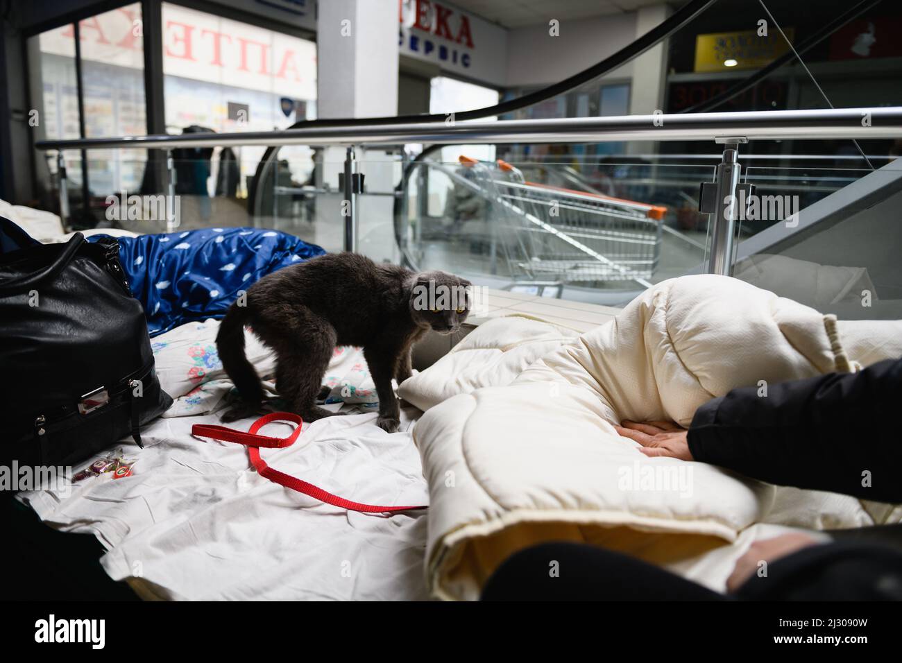 Dnipro, Ucraina - 04 aprile 2022: Un gatto domestico su un letto in un centro di assistenza ai rifugiati, convertito da un centro commerciale nella città di Dnipro. Foto Stock