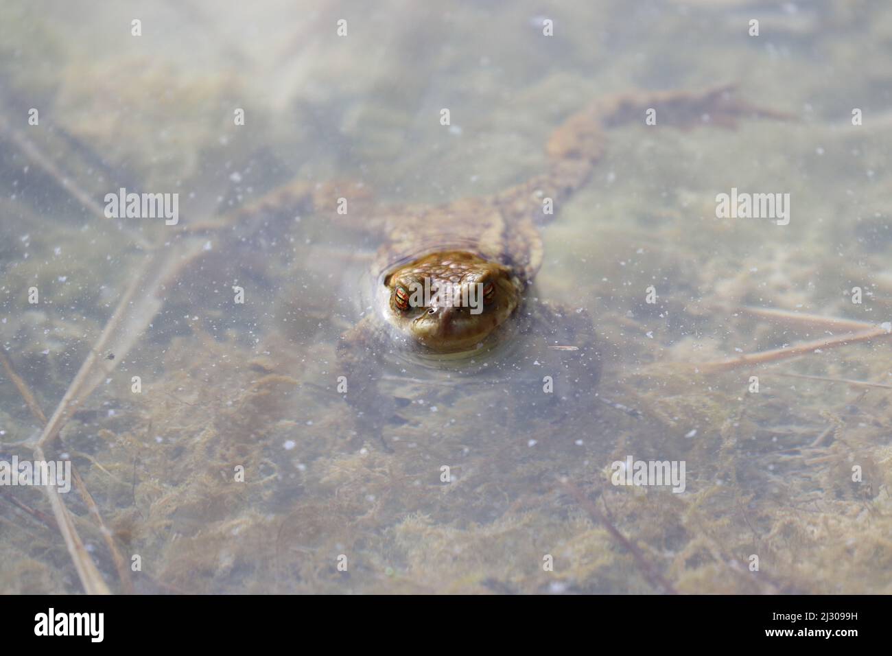 Toad comune sedette in un laghetto alla ricerca di un compagno durante la stagione primaverile di accoppiamento. Contea di Durham, Inghilterra, Regno Unito. Foto Stock