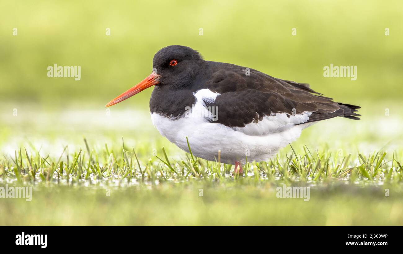 Oystercatcher Eurasiano (Haematopus ostralegus) noto anche come Oystercatcher pied comune, o Oystercatcher Palaeartico, che guado in acque poco profonde di W. Foto Stock