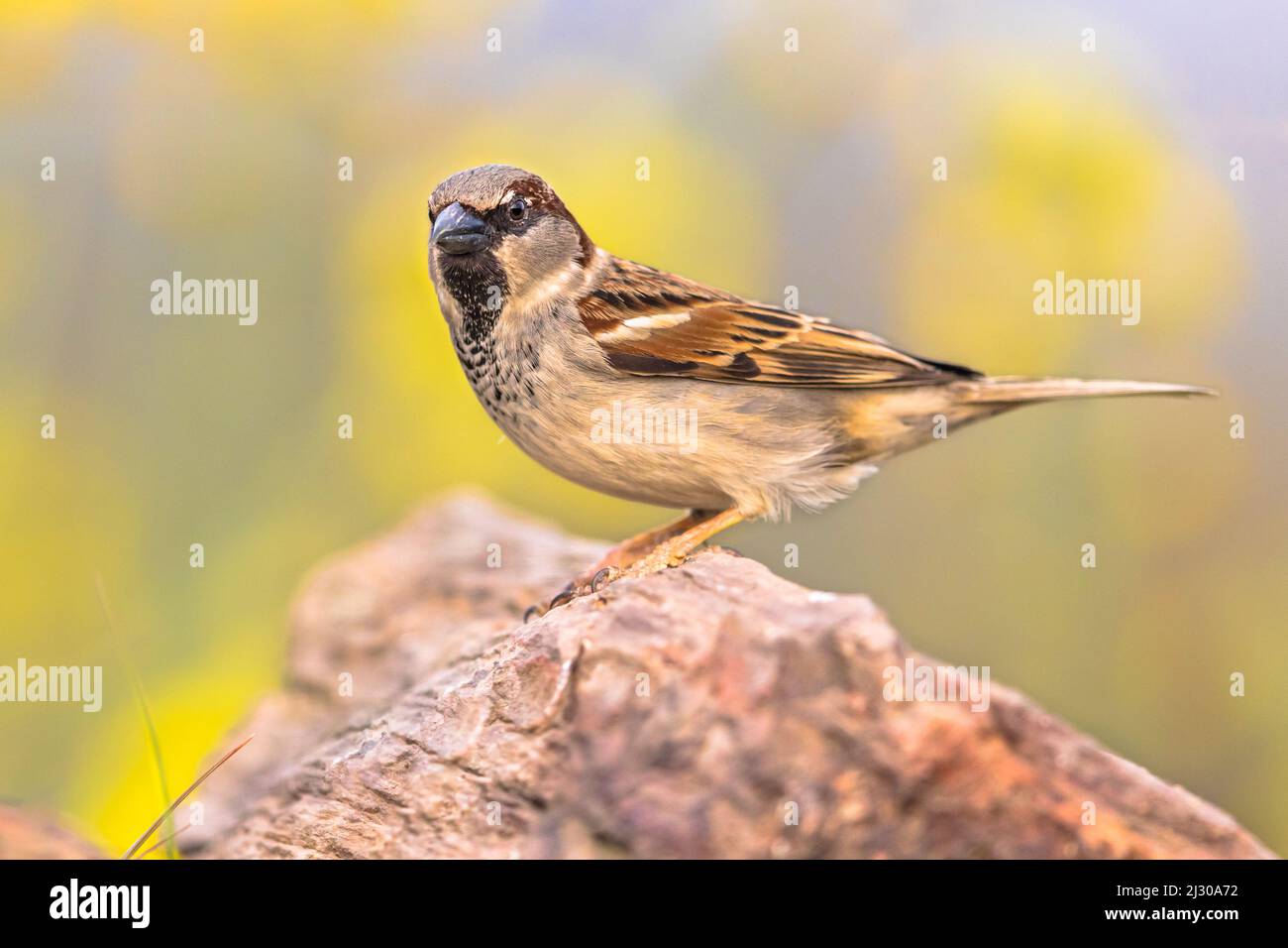 Casa Sparrow (Passer domesticus) arroccato su un tronco con sfondo verde. Questo uccello è un vero e proprio abitante urbano. Fauna selvatica scena della natura in Europa. Foto Stock