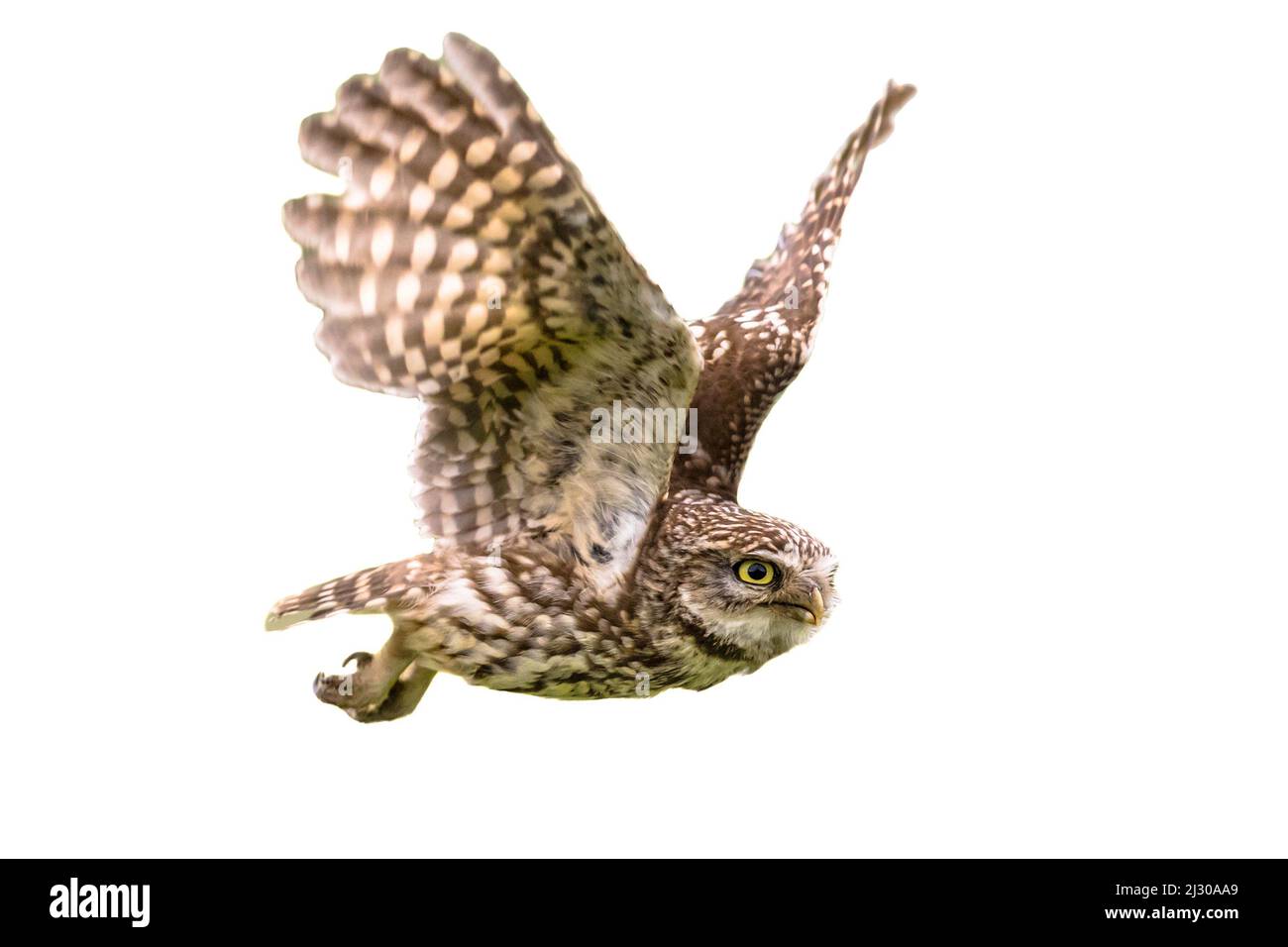 Little Owl (Athene notturna) uccello notturno che volano isolato su sfondo bianco Foto Stock
