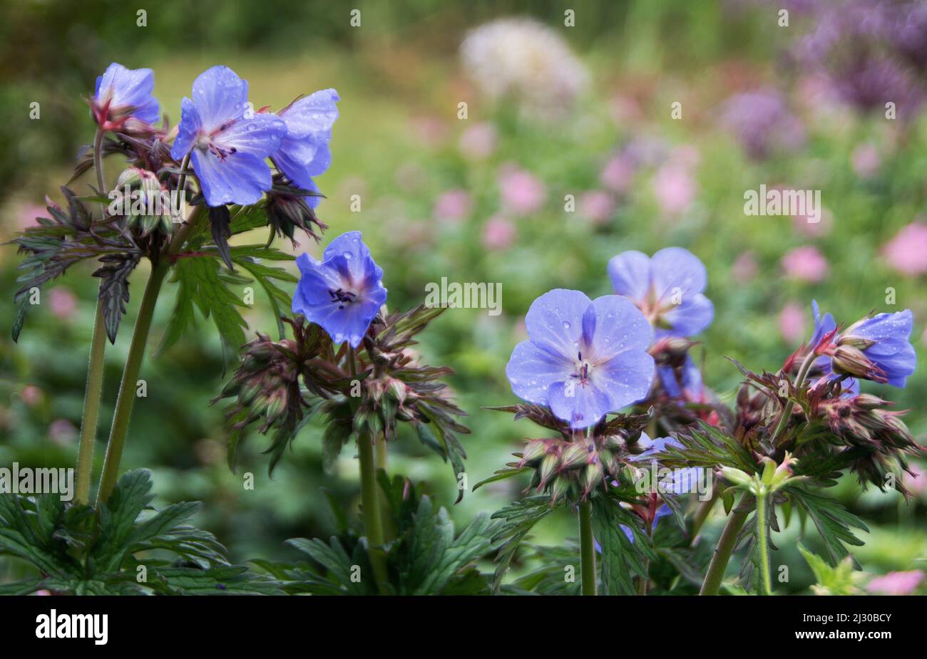 Geranium pratense " Purple Haze' Foto Stock