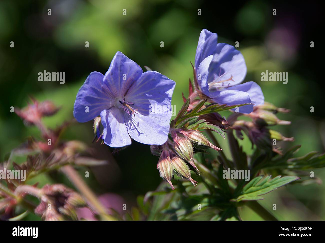 Geranio Pratense 'Viola Haze' Foto Stock