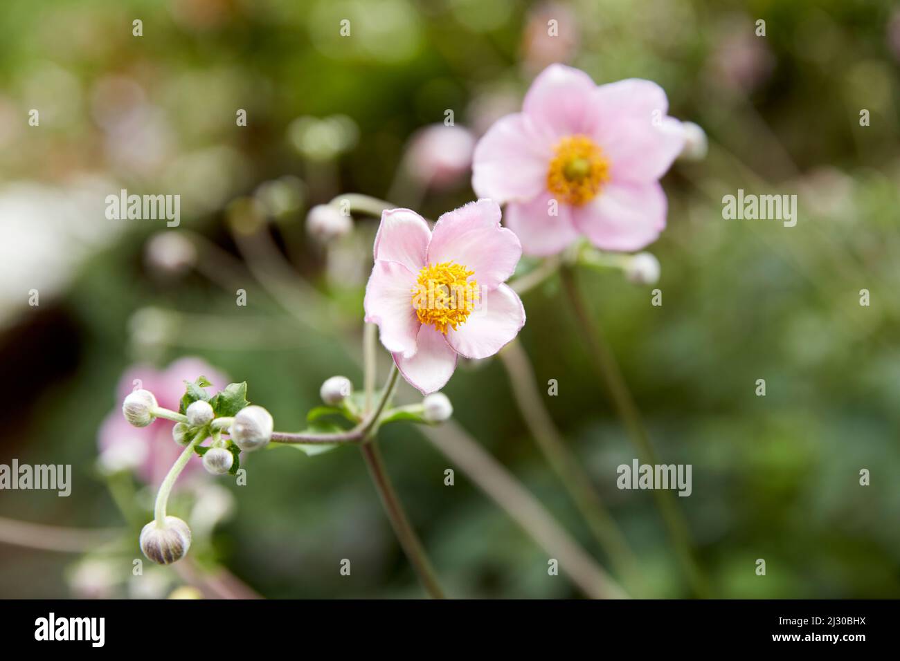 Anemone tomentosa uva 'Robustissmaa' - foglia Anemone Foto Stock