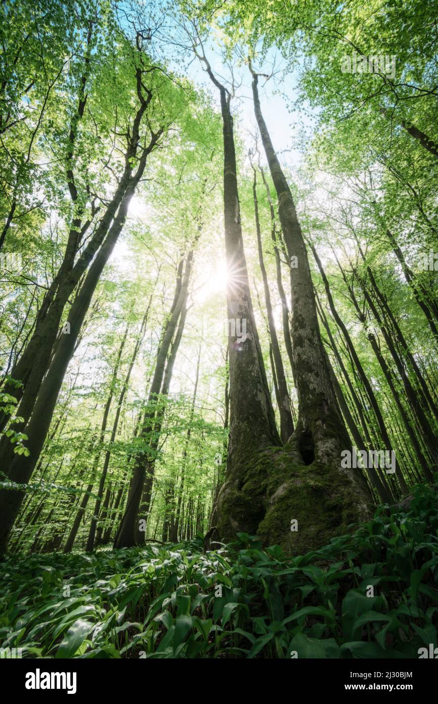 La luce del sole nella Foresta Turingia, Germania Foto Stock