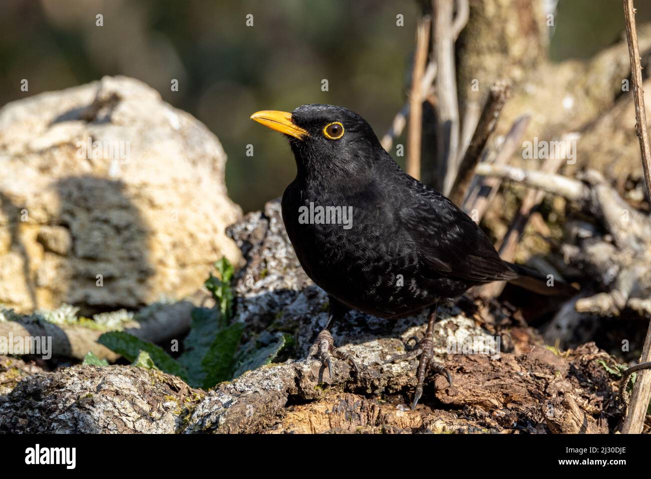 Blackbird maschio (Turdus merula) in ambiente boscoso Foto Stock