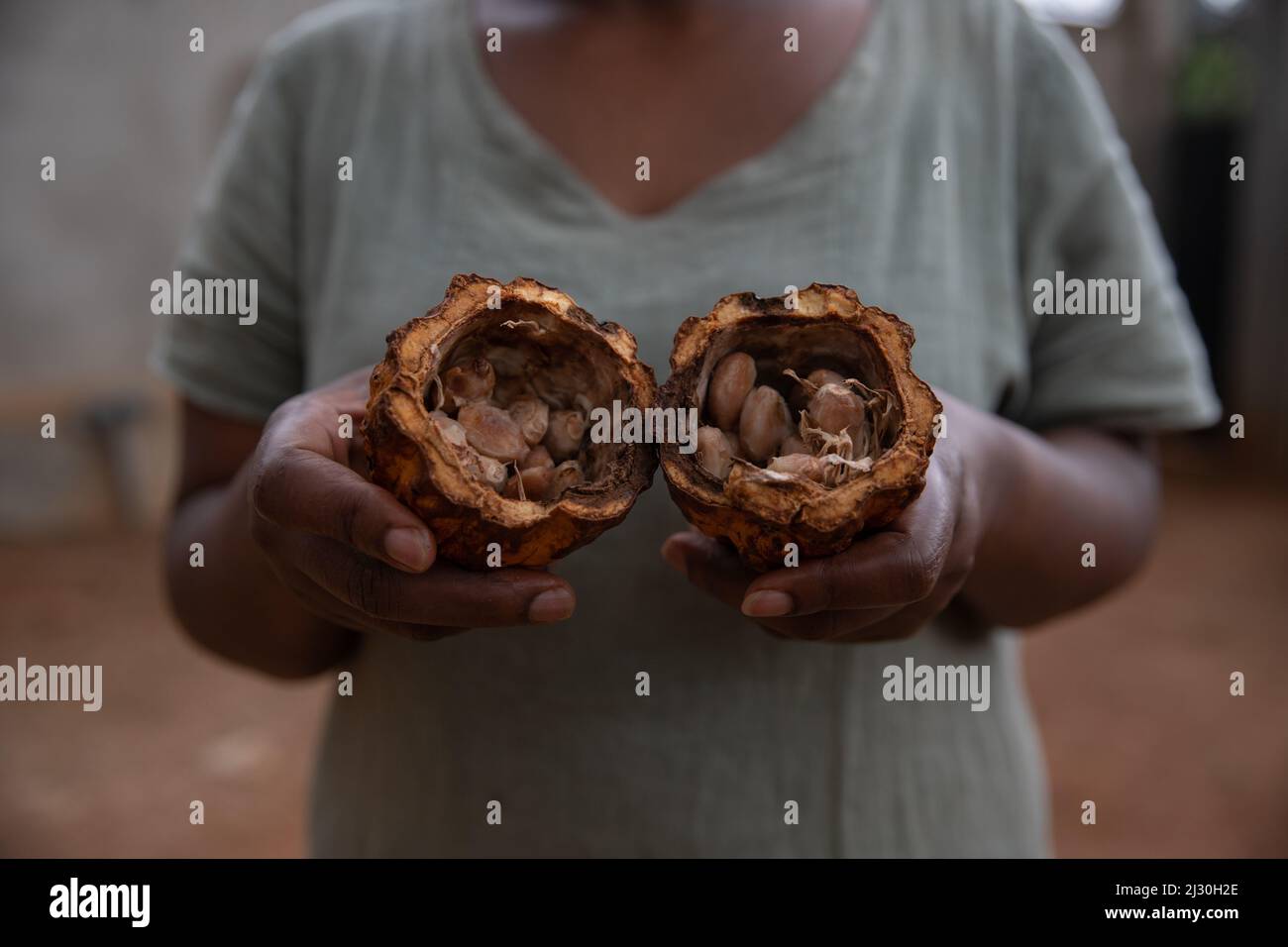 Primo piano di una cialda di Theobroma, cacao e cacao con i fagioli di cacao all'interno Foto Stock
