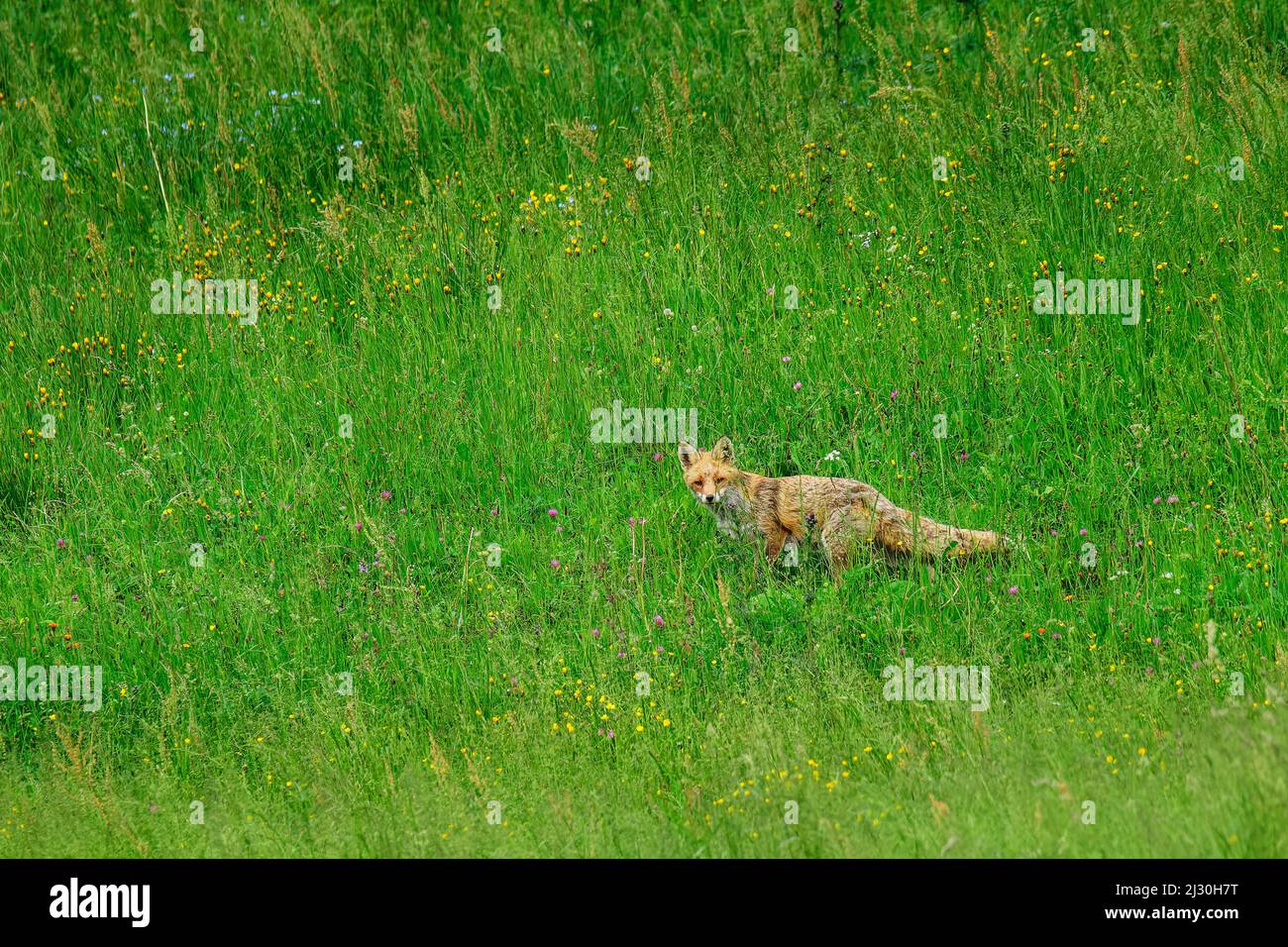 La volpe sneaks attraverso erba alta, Vulpes vulpes, Alpi Chiemgau, alta Baviera, Baviera, Germania Foto Stock