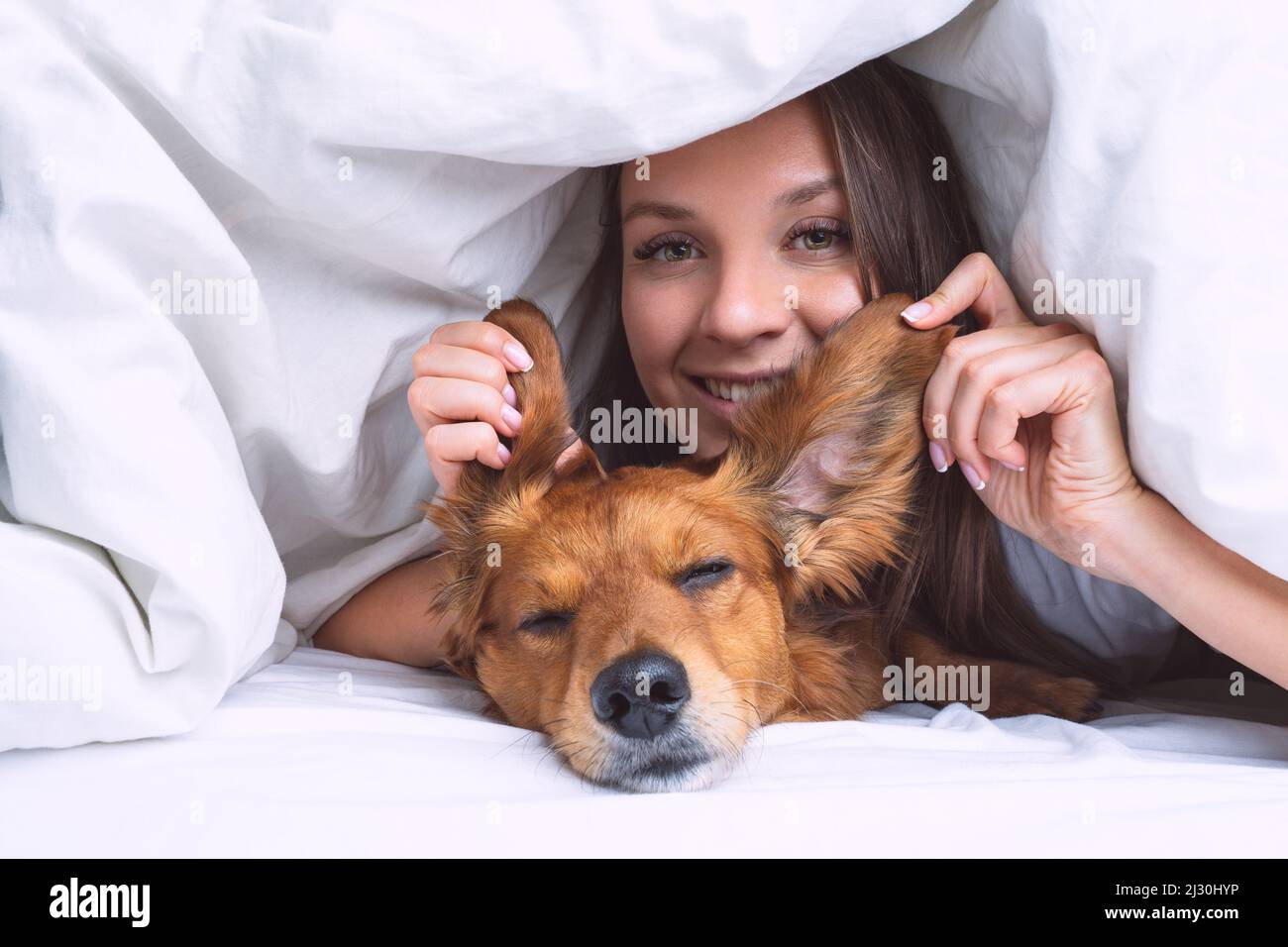 Bella donna con divertente cane dachshund dai capelli lunghi giacendo sotto la coperta nel letto. Amicizia con il cane e il proprietario Foto Stock