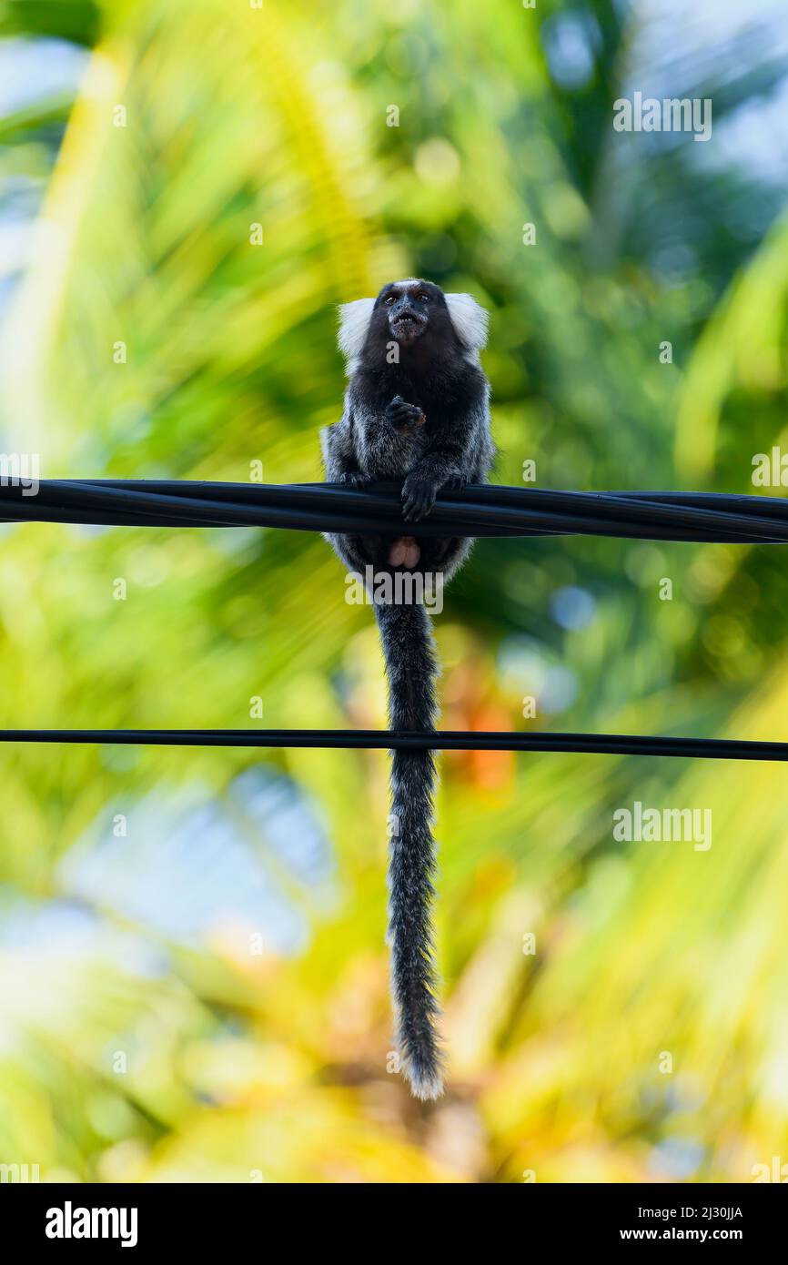 Marmoset selvaggio su un filo di polo di una zona turistica naturale. Bellissimo animale con ciuffo bianco sulla testa. Foto Stock