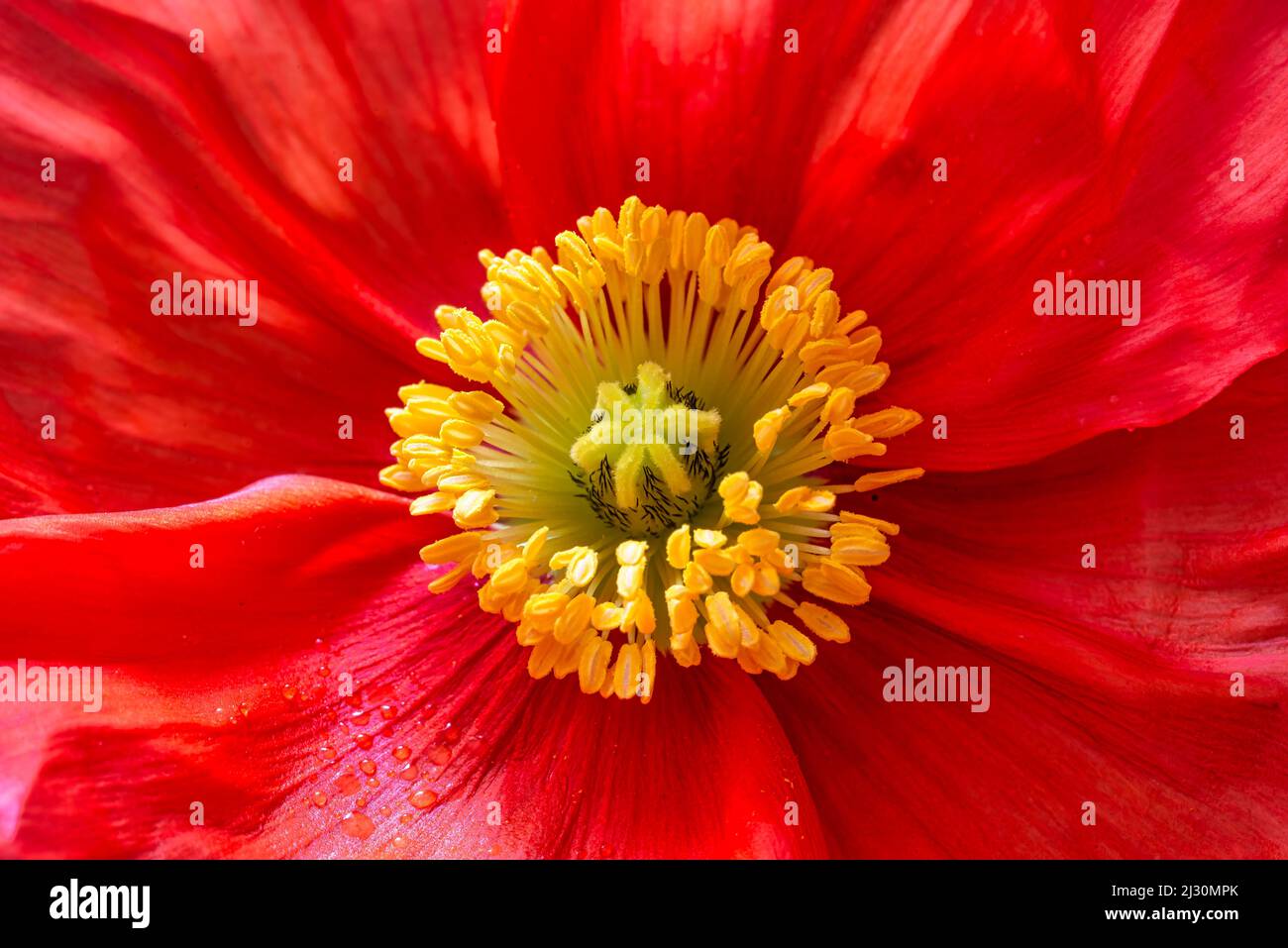 Primo piano di un fiore di papavero rosso. Foto Stock