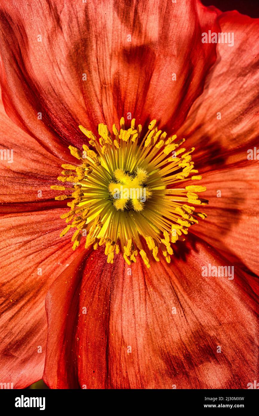Primo piano di un fiore di papavero rosso. Foto Stock