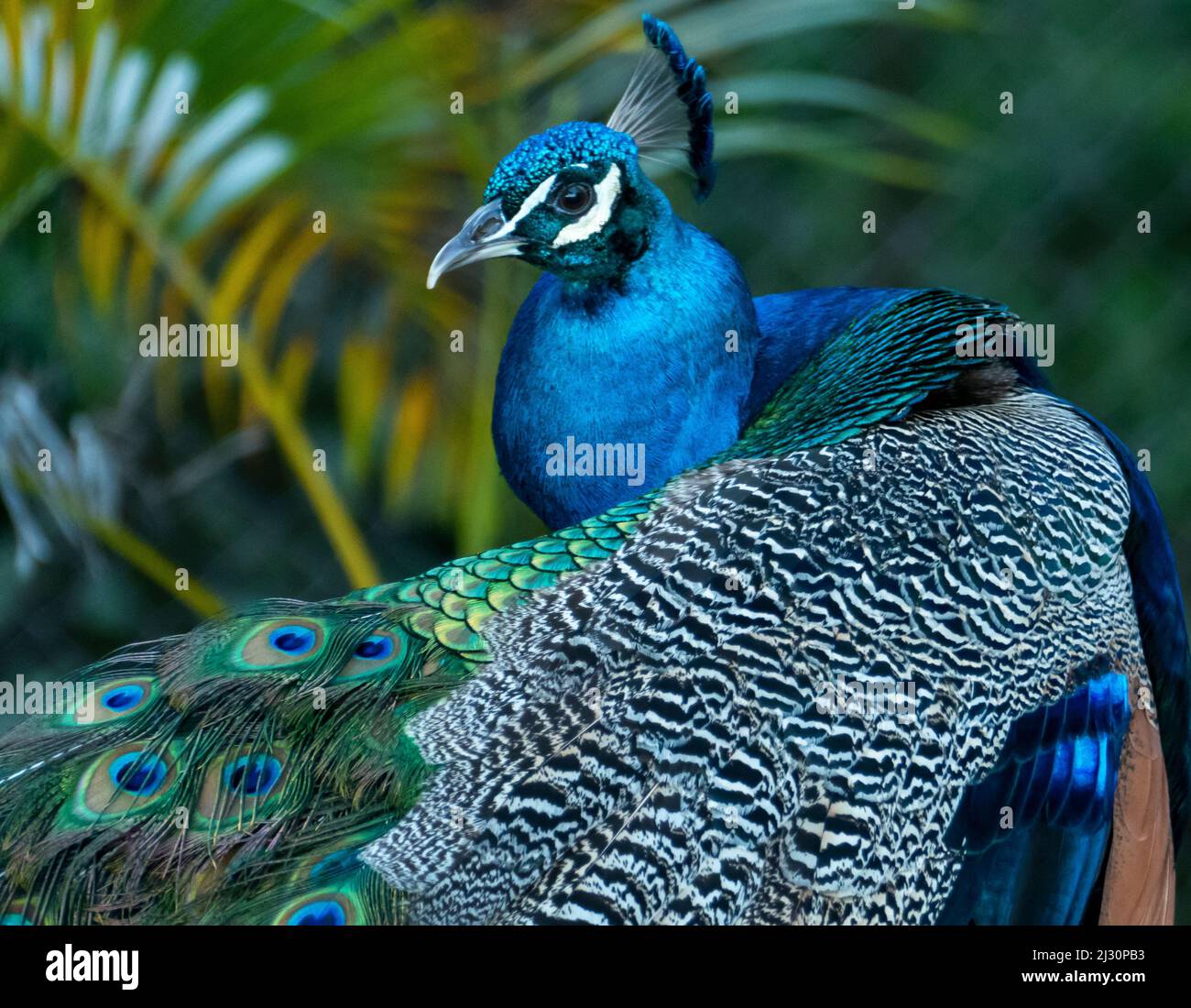 Un primo piano di un colorato maschio Peafowl. Immagine Peacock. Foto Stock