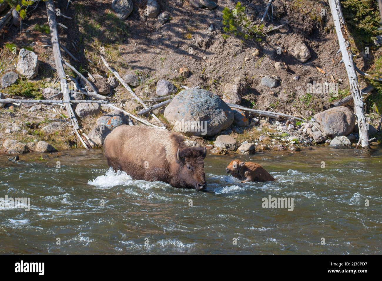 Una madre bisonte protegge il suo vitello in lotta dalla corrente del fiume mentre attraversa il fiume Madison, Yellowstone National Park, Stati Uniti Foto Stock