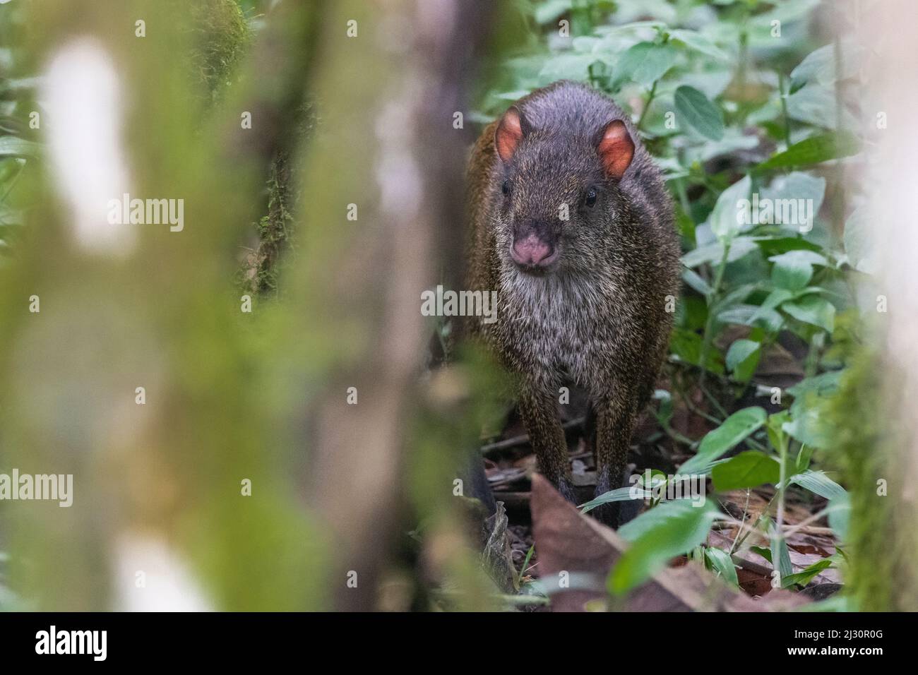 Aguti dell'America Centrale (Dasyprocta punctata) dal Sud dell'Ecuador nella provincia di El Oro, Sud America. Foto Stock