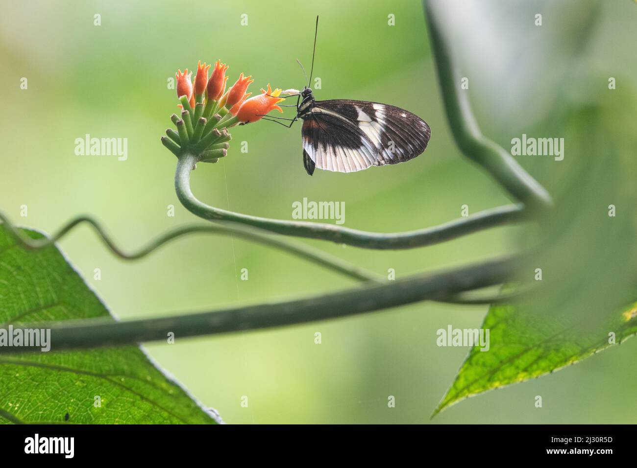 Farfalla a palangari dal bordo bianco (Heliconius eleuchia ssp. Primularis) che si nuota su un fiore nella foresta pluviale della provincia di El Oro, Ecuador. Foto Stock