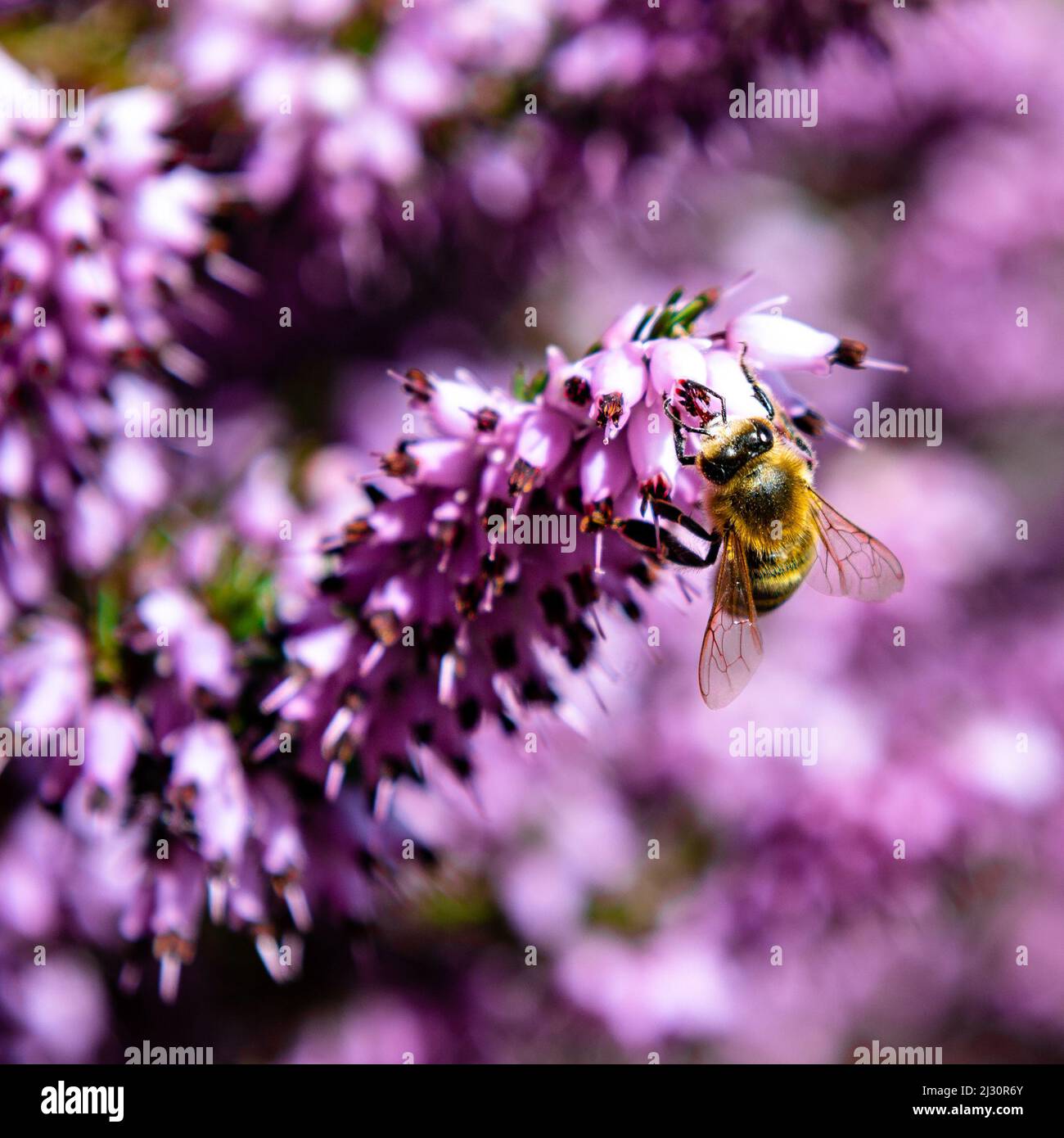 Yum Yum gustoso Foto Stock