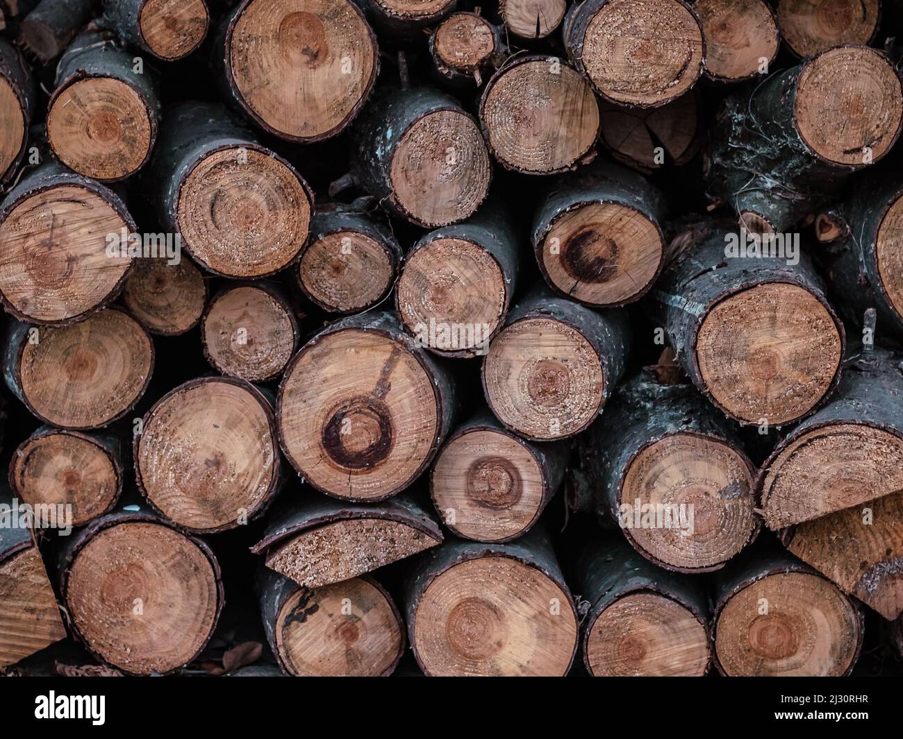 Sfondo di tronchi di legno impilati in sezione Foto Stock