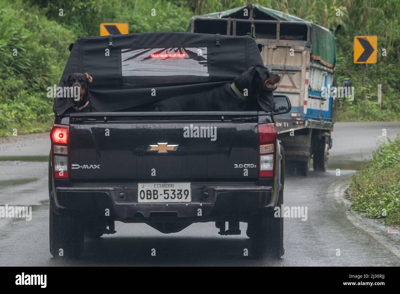 Un camion nella provincia di El Oro, Ecuador con due cani rottweiler che sbucciano dalla parte posteriore mentre guida lungo la strada in condizioni di pioggia. Foto Stock