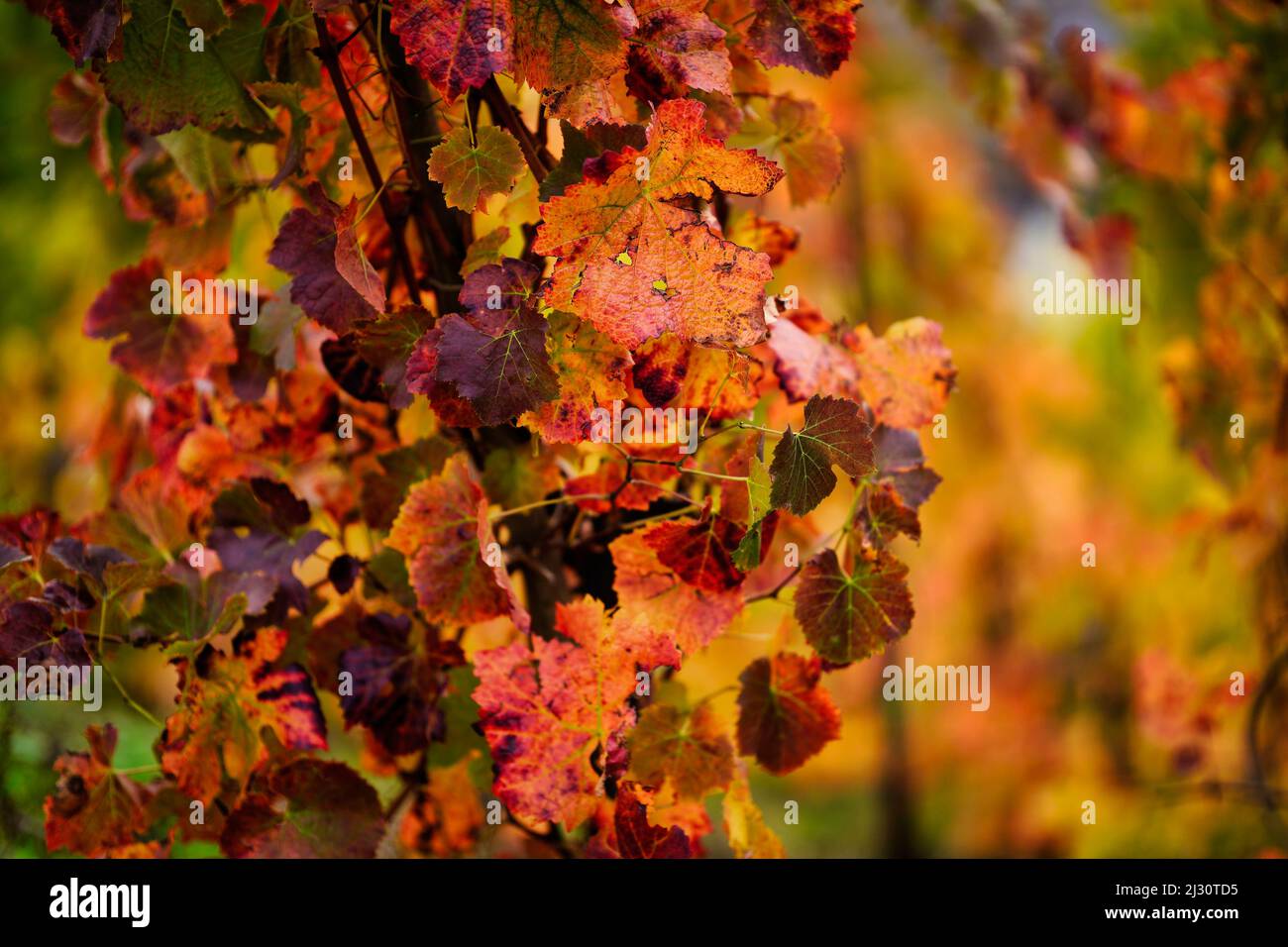 Foglie di vite colorate in autunno, Winningen sulla Mosella, Renania-Palatinato, Germania, Europa Foto Stock