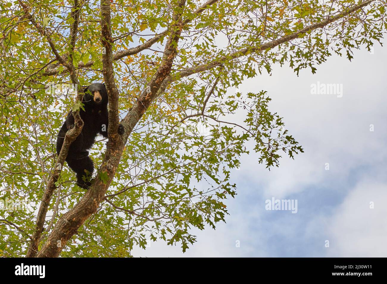 Giovane orso in albero di quercia foraging in autunno prima di ibernazione Foto Stock