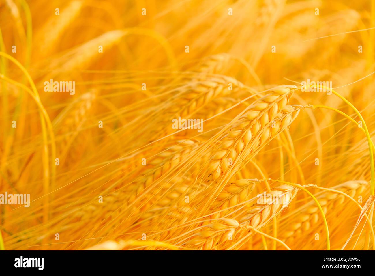 Grano maturo.Spikelets di grano giallo maturo . spighe di grano dorato.raccolto di grano .materie prime di panetteria Foto Stock