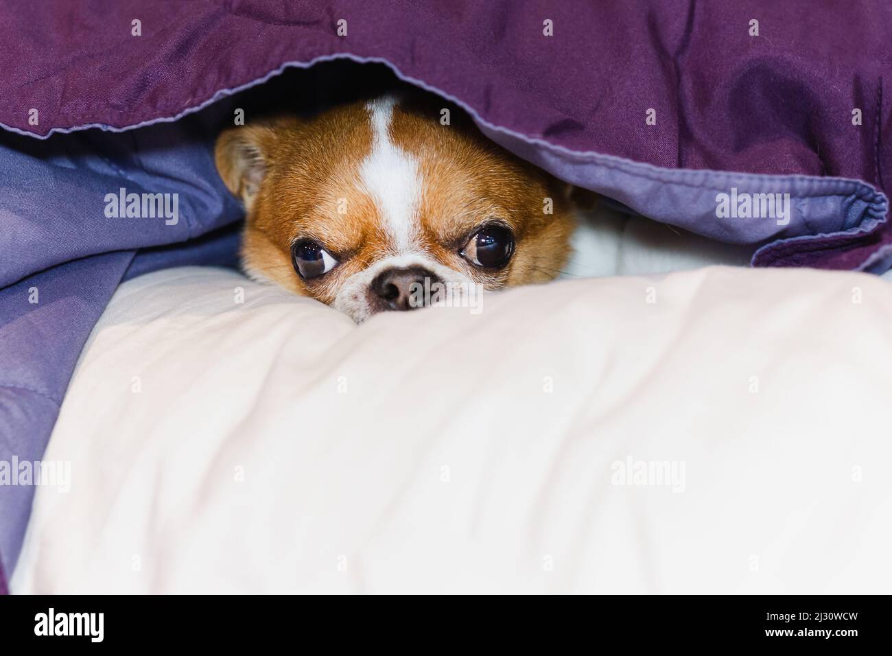 Carino Chihuahua cane che sbuccia da sotto la morbida coperta. Foto Stock