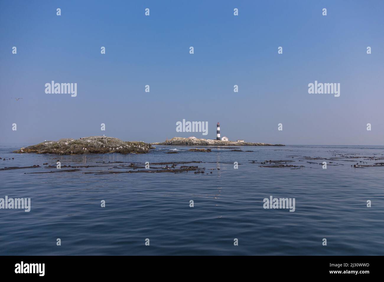 Race Rocks Island vicino a Victoria con leoni marini Steller, Juan de Fuca stretto Foto Stock