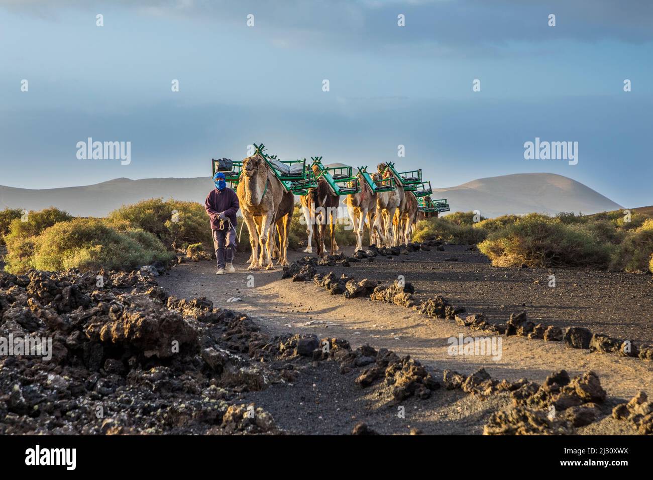 YAIZA, SPAGNA - MAR 14, 2017: L'autista del cammello guida la carovana del cammello attraverso l'area vulcanica del parco nazionale di timanfaya a Lanzarote. Foto Stock