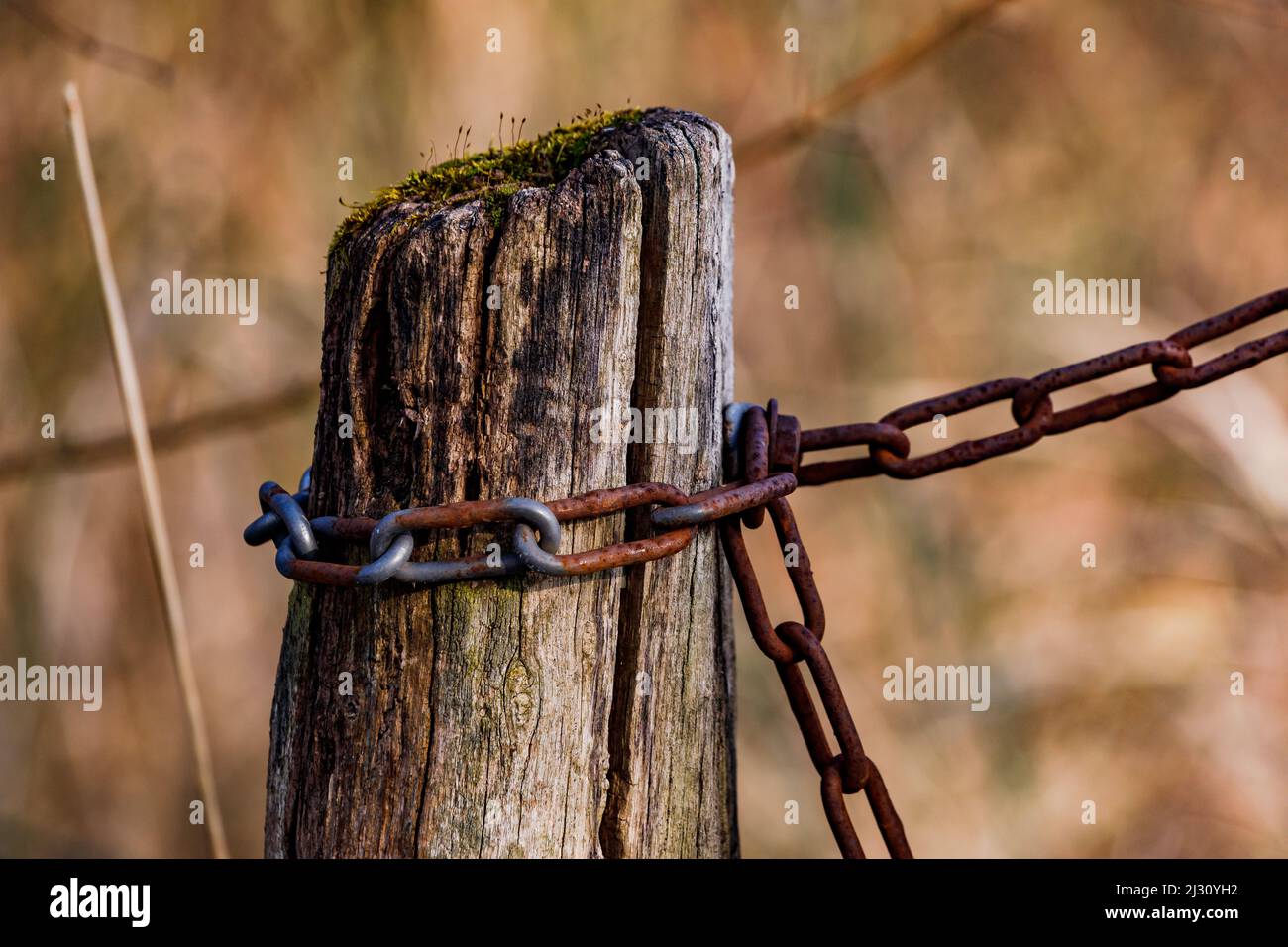 Una catena in ferro è avvitata a un vecchio palo in legno all'aperto Foto Stock