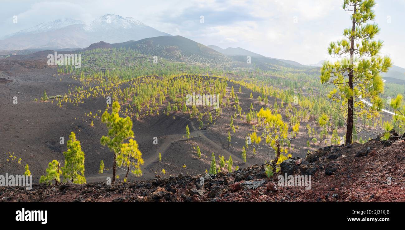 Pini delle Canarie (Pinus canariensis), Mirador de Chio, Parco Nazionale del Teide, Tenerife, Isole Canarie, Spagna, Europa Foto Stock