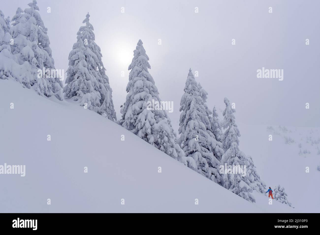Persona in tour sci attraversa una pista da neve sotto grandi alberi di abete rosso innevati, Spitzing area, Mangfall Mountains, Alpi bavaresi, alta Baviera, Baviera, Germania Foto Stock