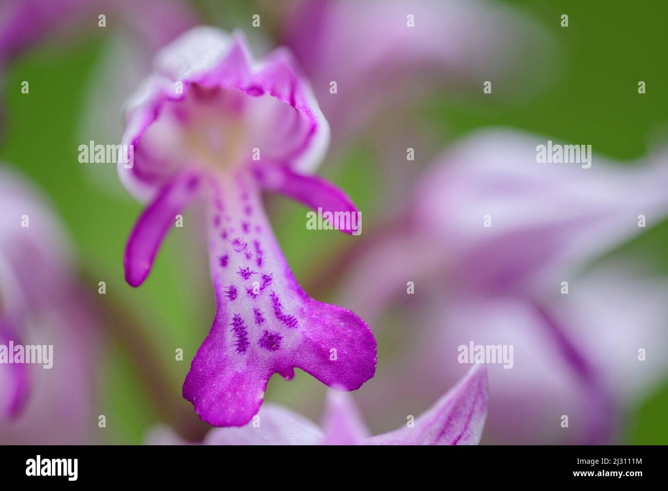 Fiore di un casco orchidea, Orchis militaris, Alpi bavaresi, alta Baviera, Baviera, Germania Foto Stock