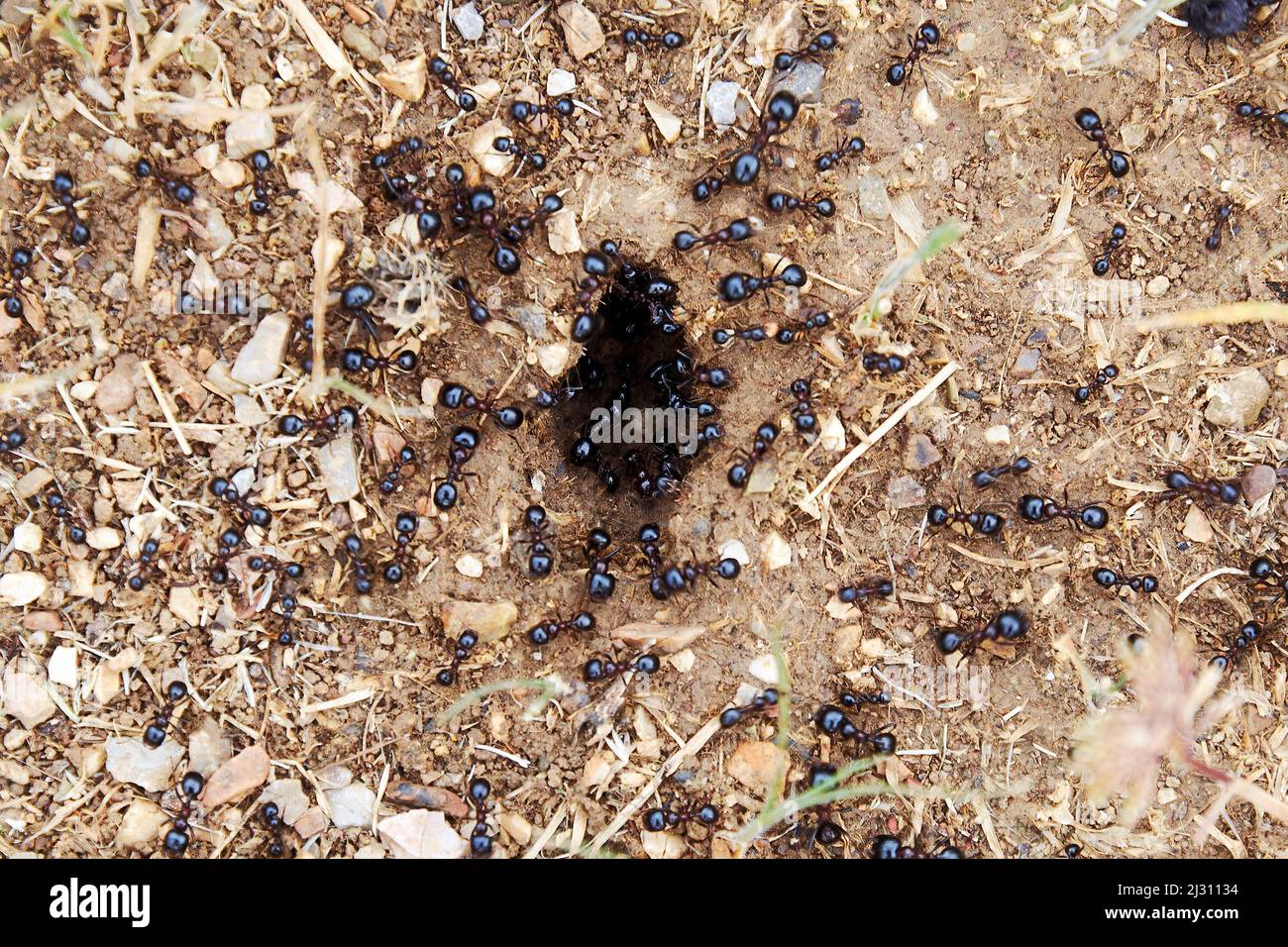 Uno sciame di formiche lavora vicino ad un aneto con larve. Animali in natura Foto Stock