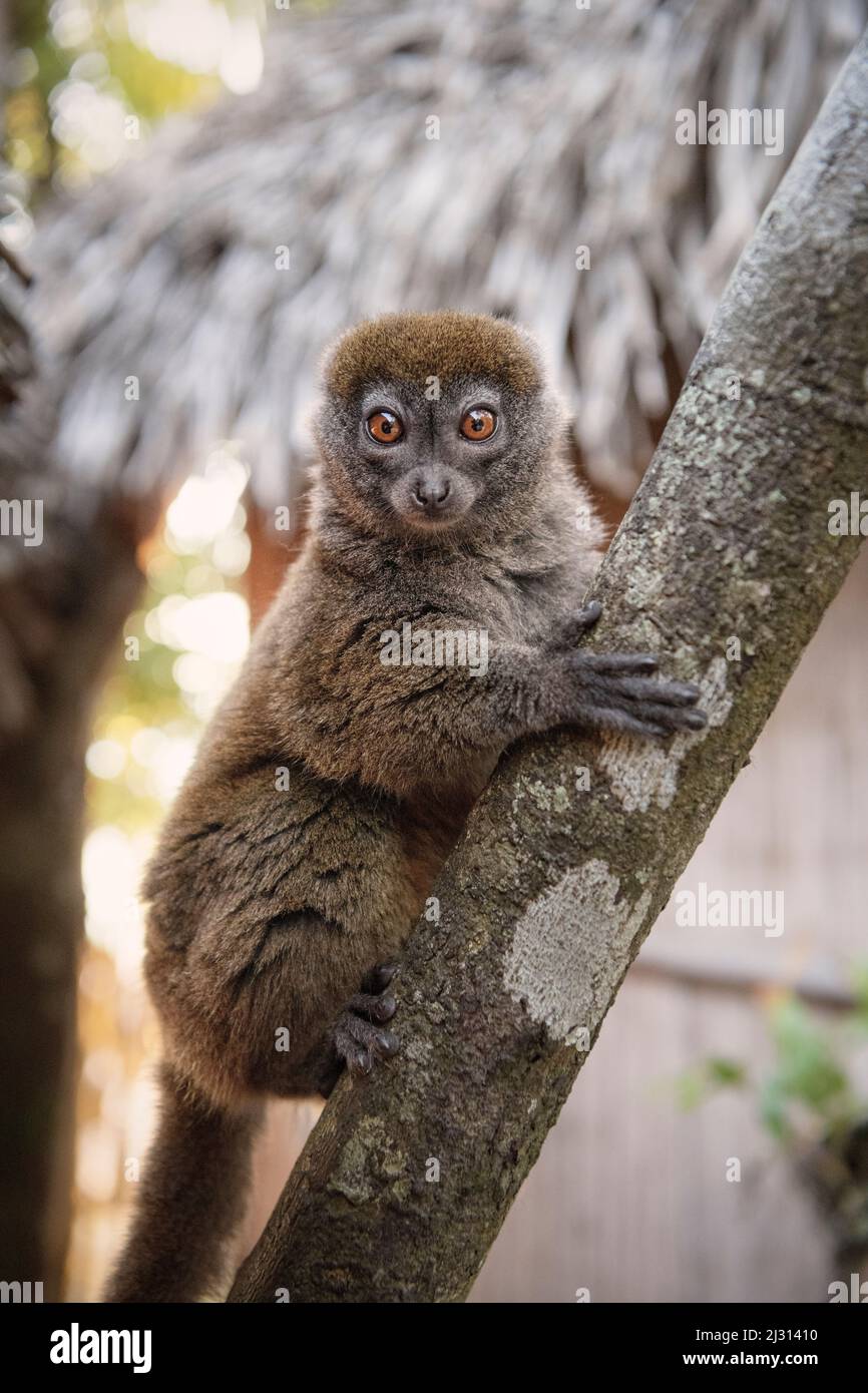 Lemure al Lago Farihy Ampitabe, Canal des Pangalanes, Madagascar, Africa Foto Stock