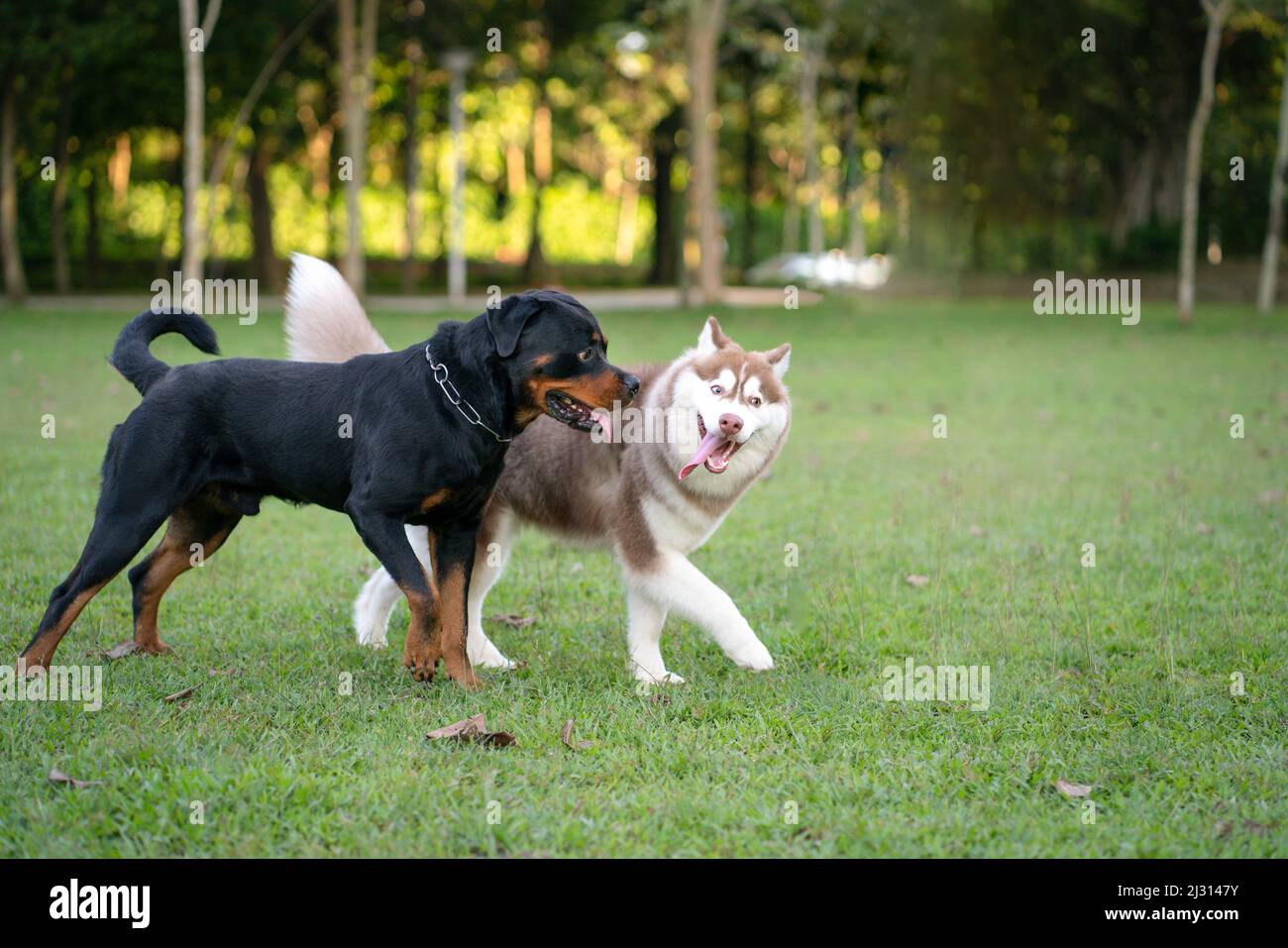 Due cani di razza diversa - Rottweiler e Alaskan Malamute nel parco. Concetto di socializzazione del cane. Foto Stock