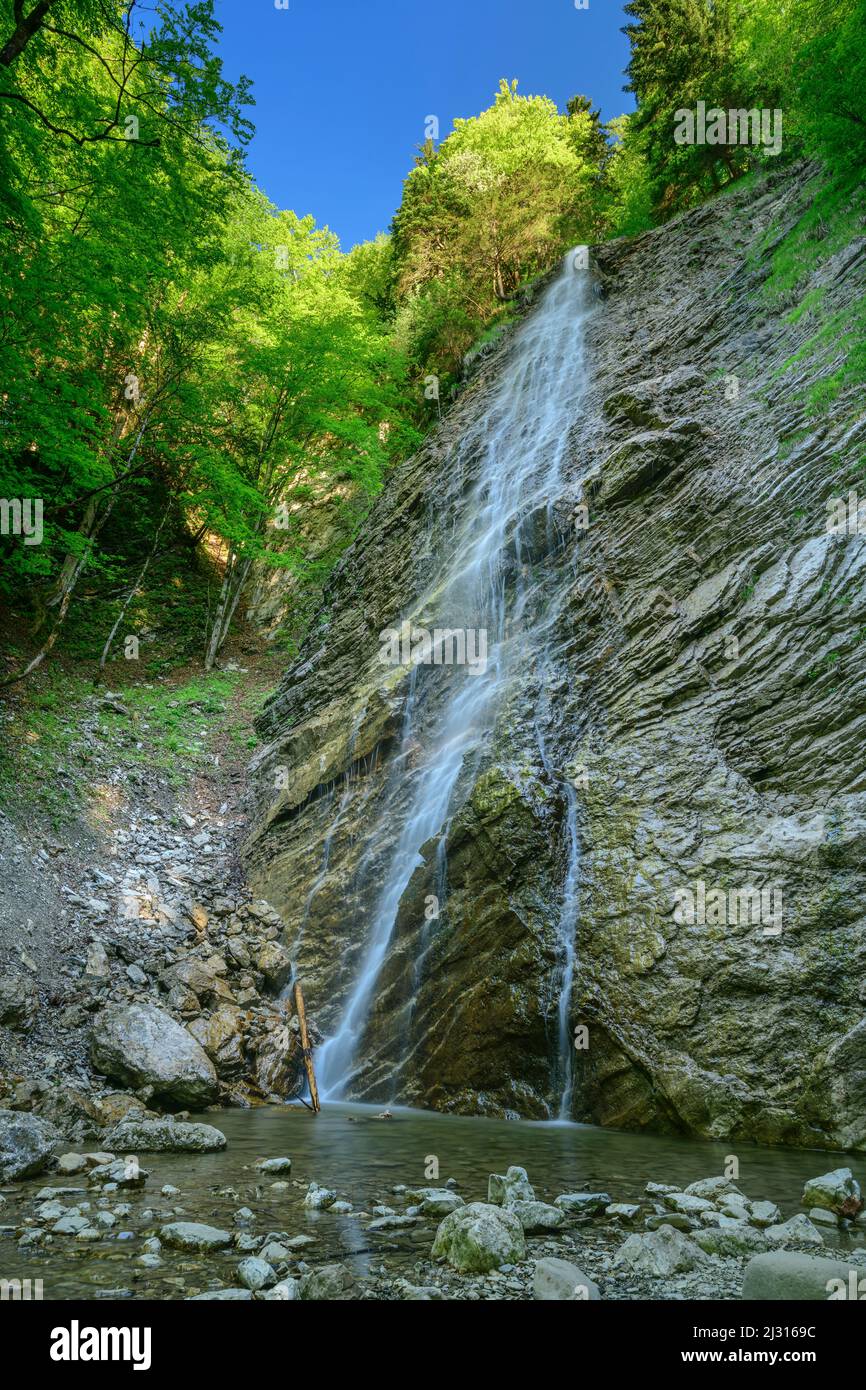 La cascata scorre sulla parete rocciosa della foresta, Hochfelln, Alpi Chiemgau, Salzalpensteig, alta Baviera, Baviera, Germania Foto Stock