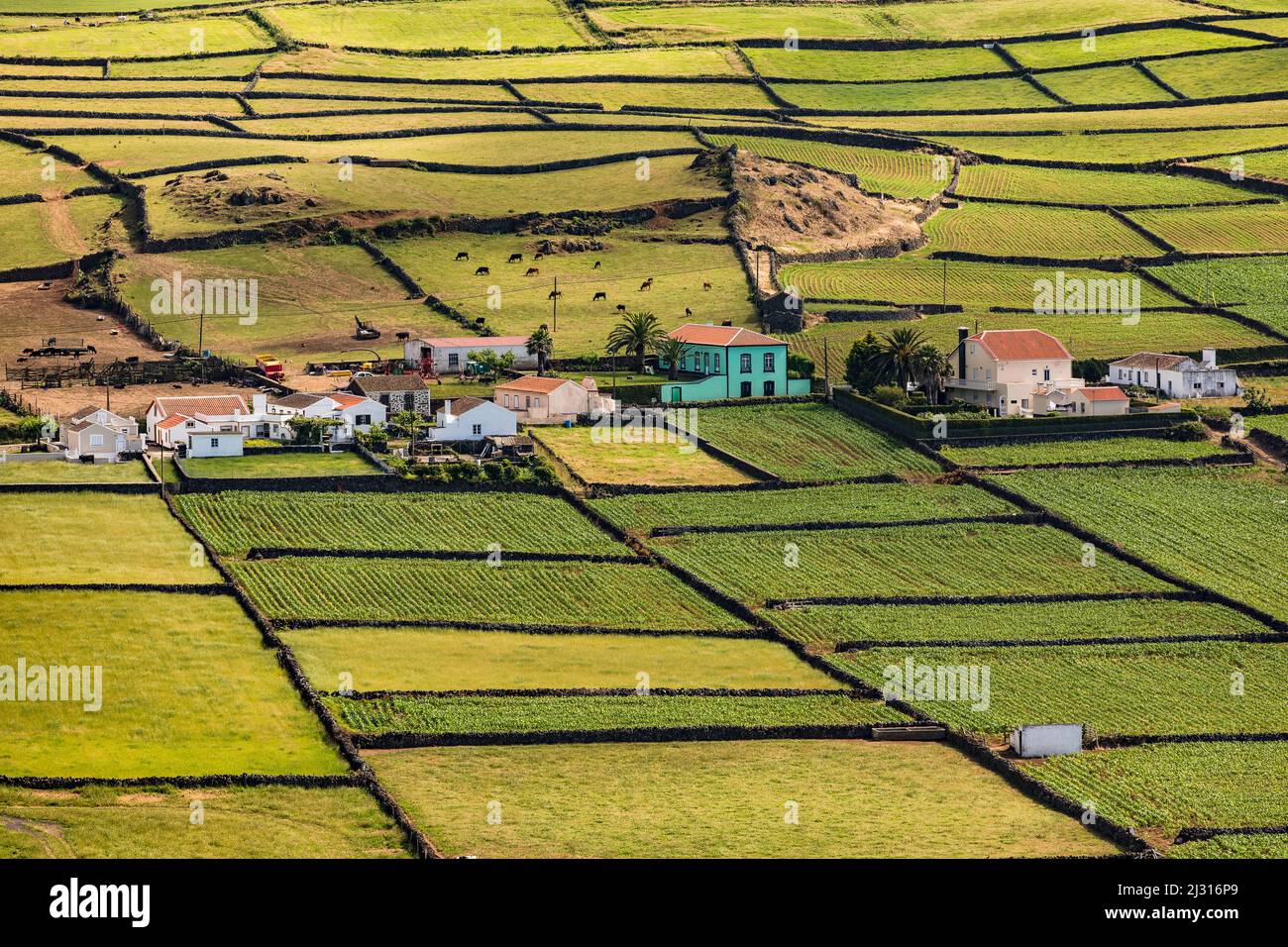 Case individuali e campi con mucche sull'isola delle Azzorre di Terceira Foto Stock