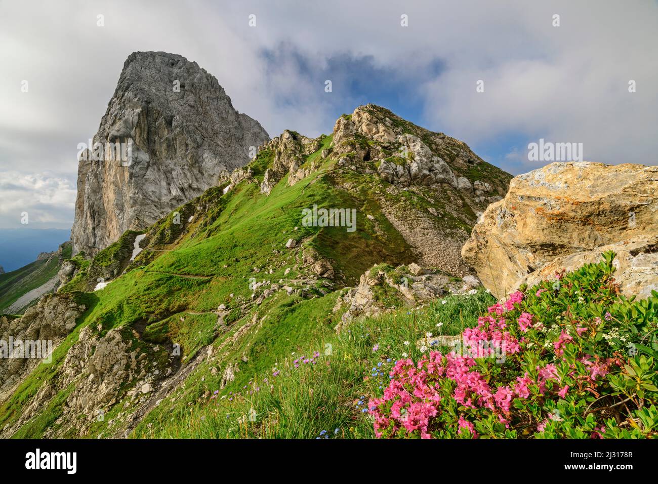 Fioritura delle rose alpine con Pic Chiadenis sullo sfondo, Passo Sesis, Alpi Carniche, Carinzia, Austria Foto Stock