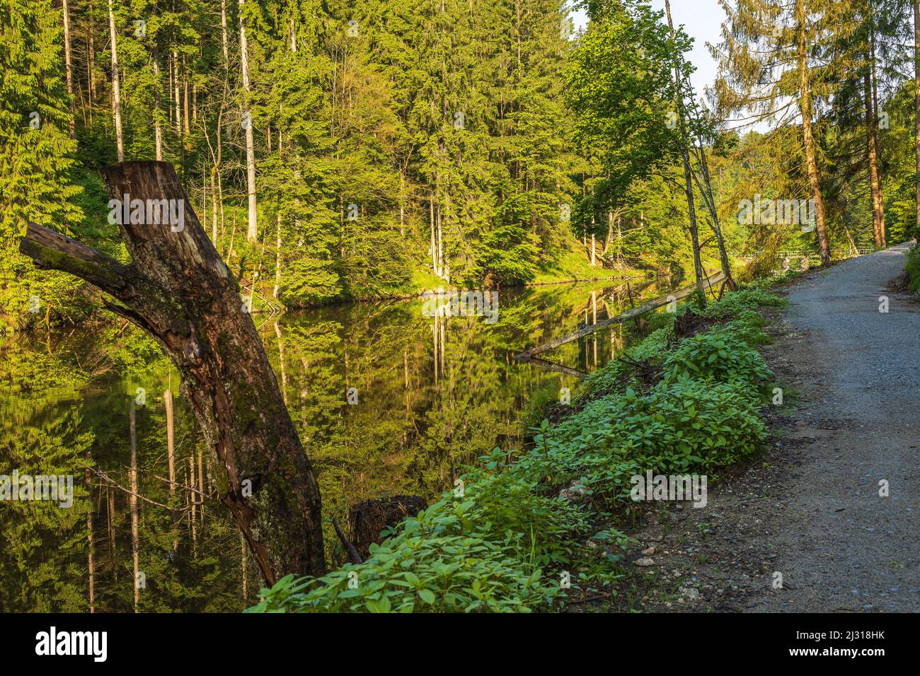 Sentiero accanto al Saussbach. In primo piano è possibile vedere una trunk ad albero. Freyung, Foresta Bavarese, bassa Baviera, Baviera, Germania Foto Stock