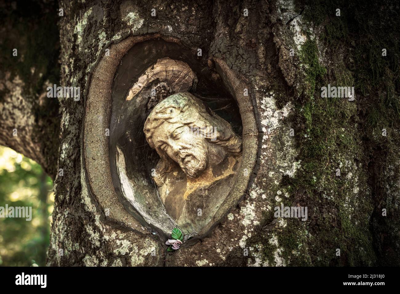Balzer Herrgott, statua di Cristo in un albero, Foresta Nera, Baden-Wuerttemberg, Germania Foto Stock