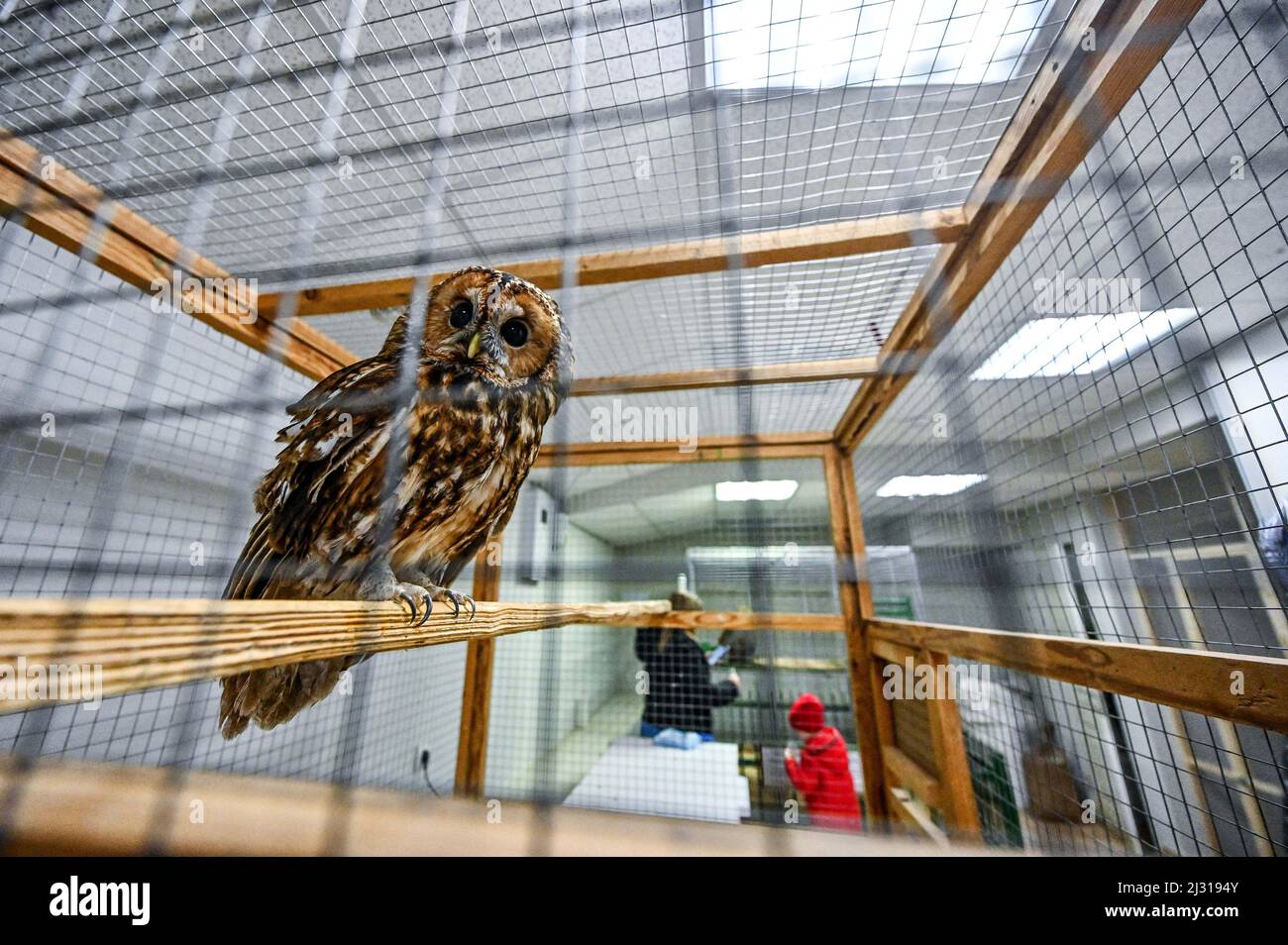 Un gufo vive in un mini zoo privato che ospita temporaneamente animali domestici di persone che sono costrette a lasciare le loro case a causa della guerra Russia-Ucraina, Zaporizhzhia, Ucraina sudorientale, 1 aprile 2022. Foto di Dmytro Smoliyenko/Ukrinform/ABACAPRESS.COM Foto Stock