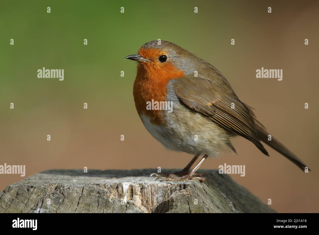 Un bel Robin, rossbreast, Erithacus rubecula, appollaiato su un palo in primavera. Foto Stock
