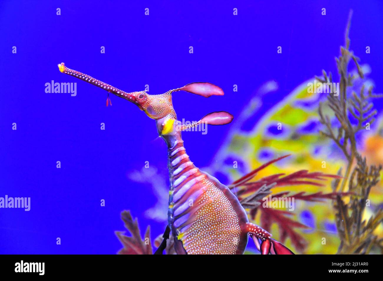 Primo piano di un colorato cavallo di mare all'acquario di Singapore Foto Stock