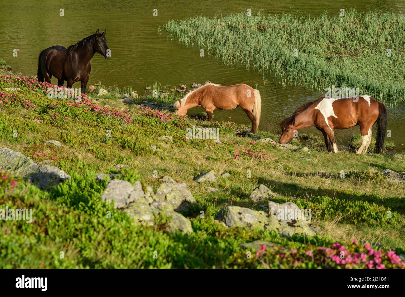 Cavalli al pascolo a Rosaninsee, Königstuhl, Nockberge, Nockberge-Trail, Unesco Biosphere Park Nockberge, Alpi Gurktal, Carinzia, Austria Foto Stock