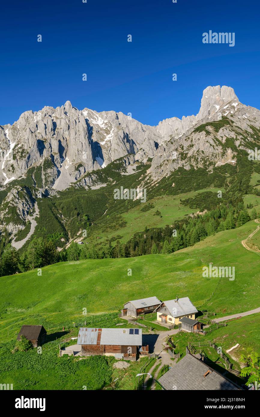 Pascoli alpini con Gosaukamm e Bischofsmütze, Loseggalm, Gosaukamm, Dachstein, patrimonio mondiale dell'UNESCO Hallstatt, Salisburgo, Austria Foto Stock