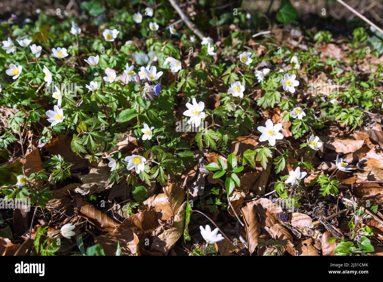 Anemone legno, Anemone nemorosa , Foto Stock
