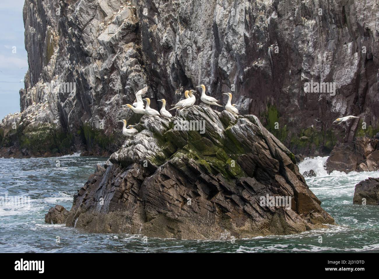 Bass Rock, Bird Island con Northern Gannet Colony, Scozia, Regno Unito Foto Stock